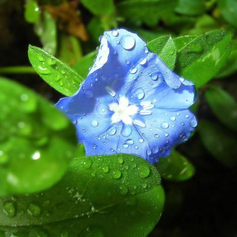Fiore blu